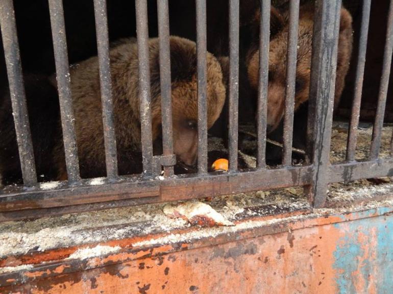 Мінприроди закликає суд терміново конфіскувати тварин з Покровського приватного зоопарку