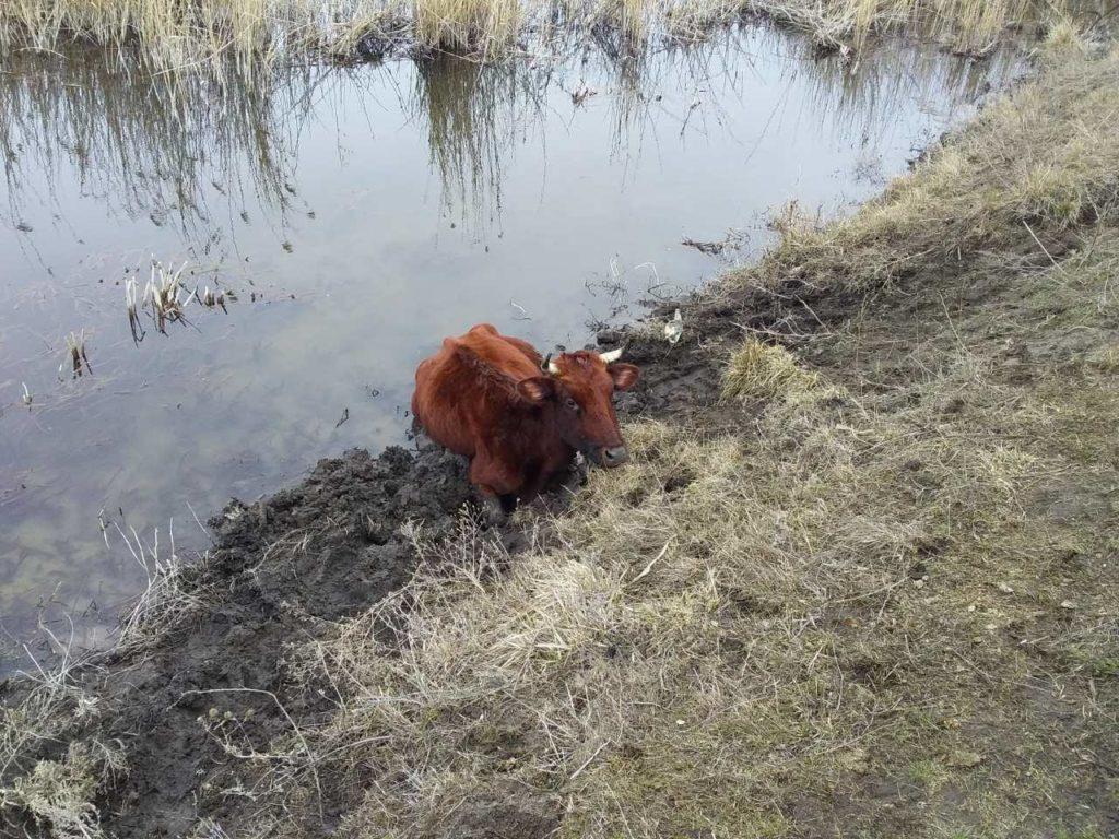 На Донеччині рятувальники не дали втопитися корові в Бичку (ФОТО)