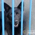Жительница Донецкой области подарила полицейским 12 собак, которые будут защищать население от угроз (ФОТО)
