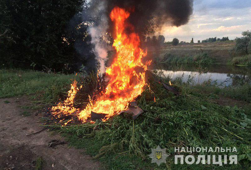 Славянские полицейские сожгли почти гектар конопли (ФОТО)