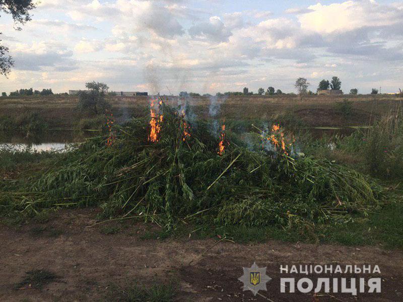Славянские полицейские сожгли почти гектар конопли