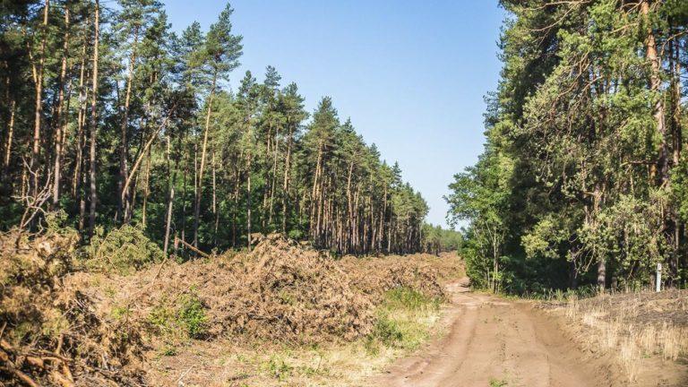 В Лиманській ОТГ вирощуватимуть саджанці дерев за шведською технологією