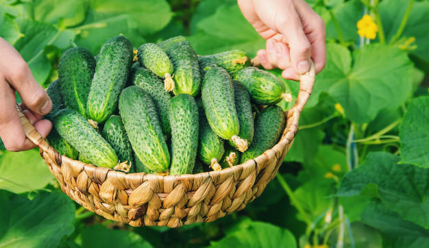 Свіжий врожай з власної грядки: Як вирощувати огірки на городі та вдома