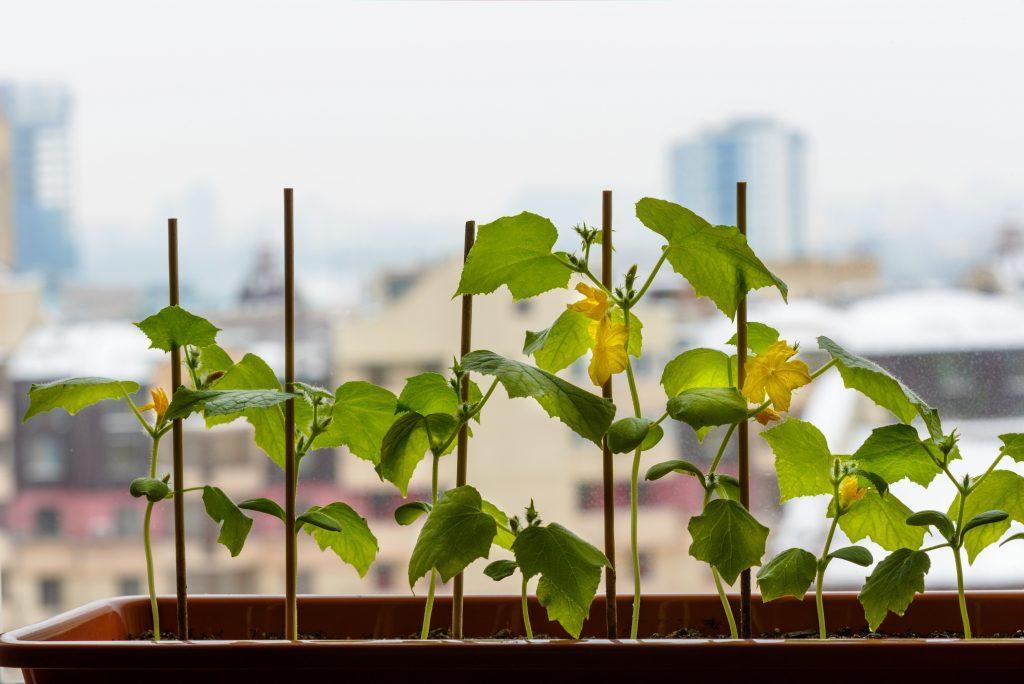 як виростити огірки на балконі