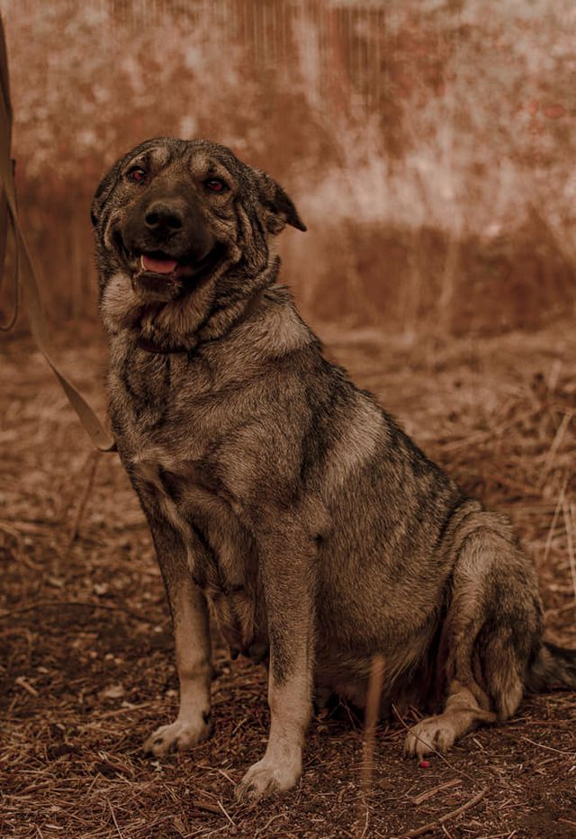 безпритульний собака з Луганщини