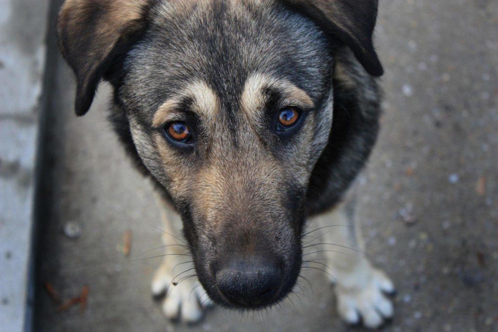 В Донецкой области мужчине, который убил бездомную собаку, дали год тюрьмы с испытательным периодом