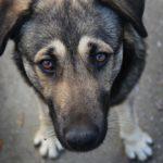 На Донеччині чоловіку, який вбив безпритульного собаку, дали рік тюрми з випробувальним періодом