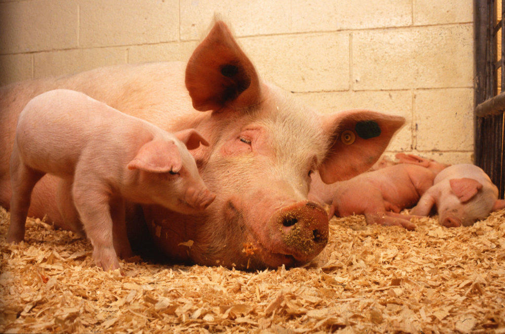 В Краматорске объявили карантин из-за африканской чумы свиней