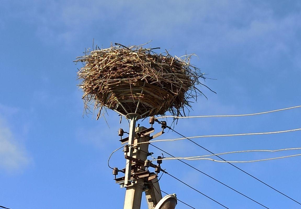 гніздо лелек в Донецькій області на штучній платформі на електроопорі 