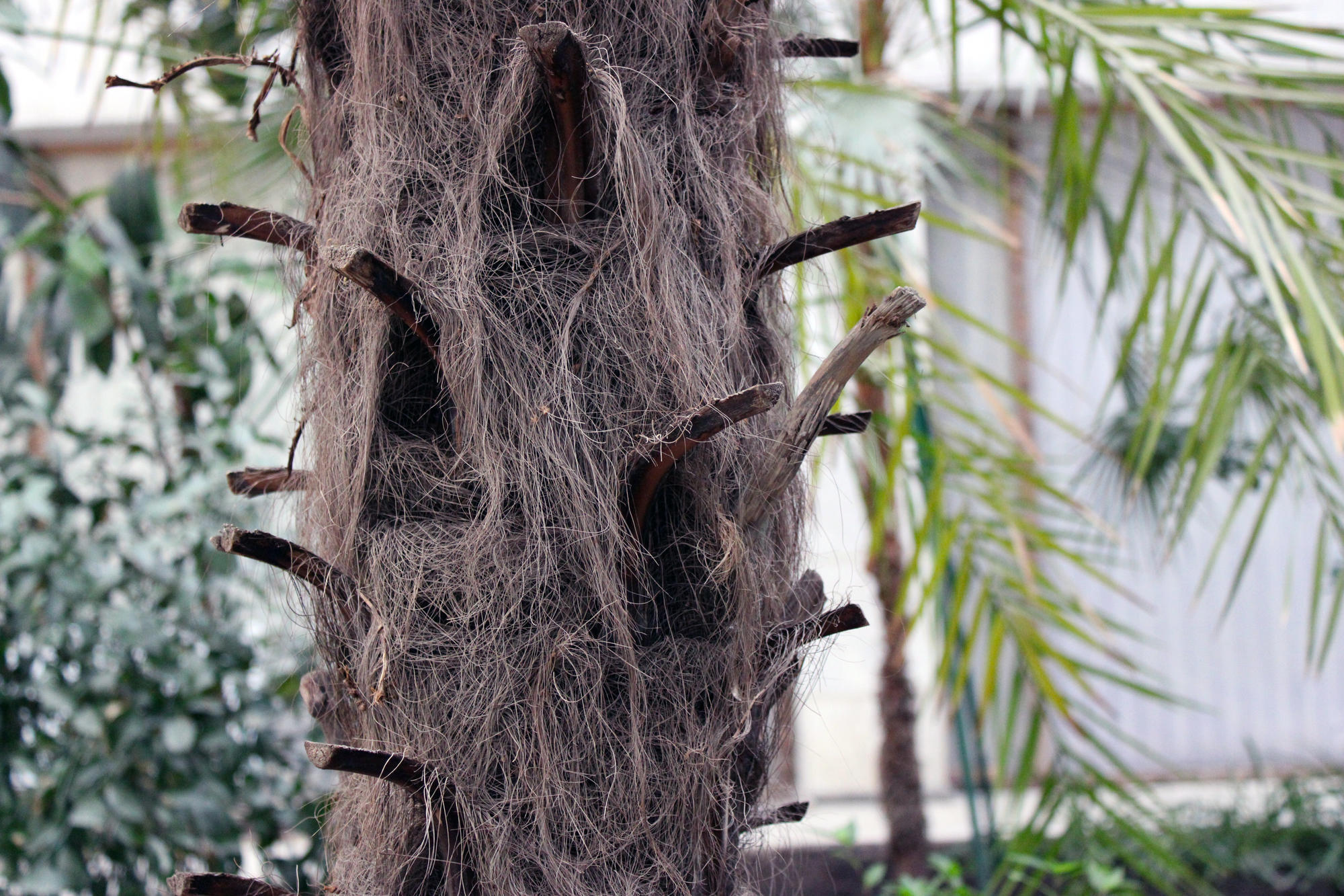 В торецком зимнем саду растут 50-летние пальмы