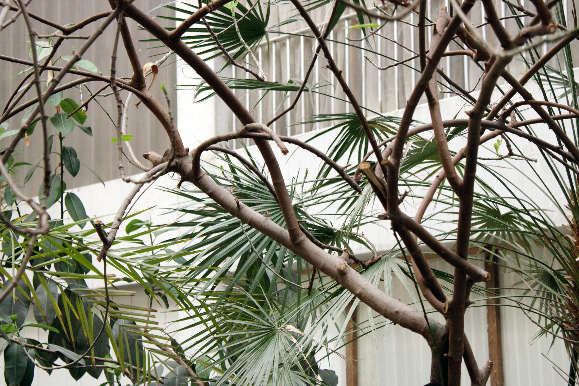 У Торецькому зимовому саду ростуть пальми та інжирні дерева