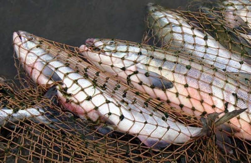 Мешканцю Донеччини, який незаконно виловив сотні кг риби дали 2 роки випробувального строку