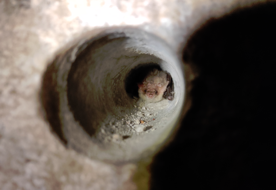 ушан бурый летучая мышь в Иванградськой пещере