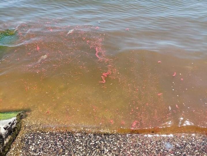 В Азовське море вилили фарбу, від якої гине риба. Порушник заплатив 136 грн штрафу (фото, відео)