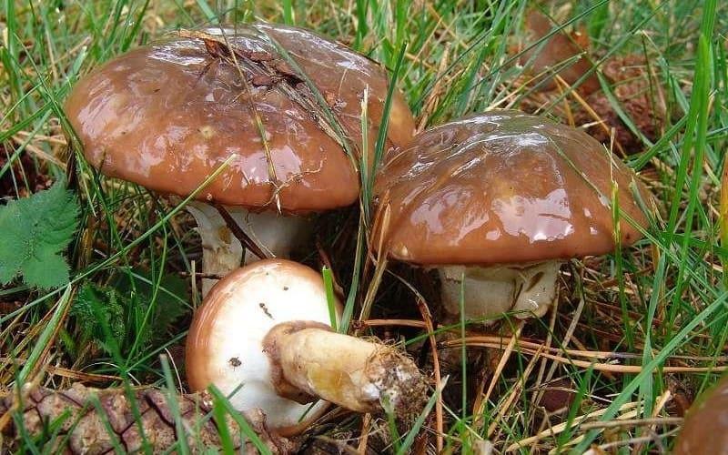 Сезон грибів: як не принести з лісу кошик отрути та що робити, якщо ви з’їли не той гриб