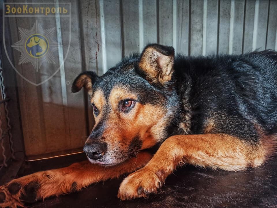У Сєвєродонецьку зоозахисники визволили із заводської труби собаку, яка прожила в ній 6 років