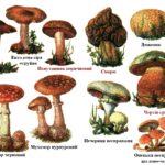 Сезон грибів: як не принести з лісу кошик отрути та що робити, якщо ви з’їли не той гриб