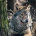 Про полювання на вовків і браконьєрів. Інтерв’ю з керівником Донецького управління лісового господарства