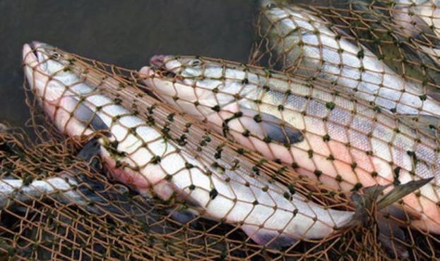 5 тыс. грн за сома: браконьеры будут платить за незаконную рыбалку в десятки раз больше