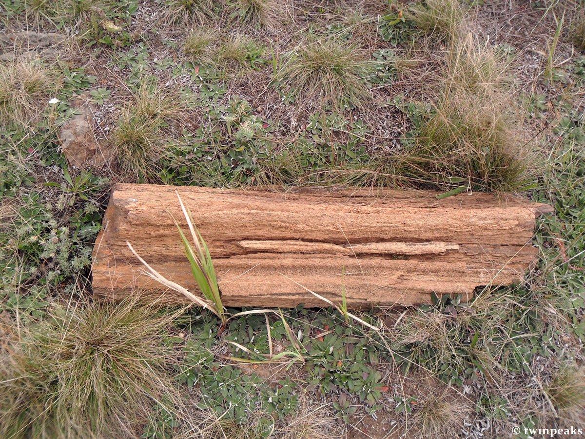 фрагмент окаменелого дерева возле Дружковки