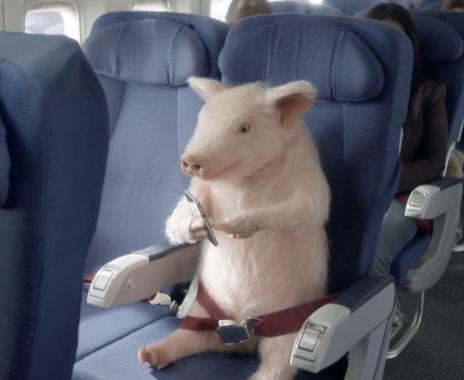 В Амстердамі свині захищають авіалайнери
