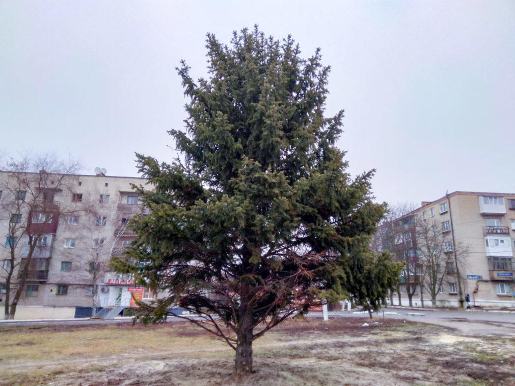 Різдвяне диво. На Донеччині прижилась 8-метрова ялинка, яку пересадили рік тому (ФОТО)
