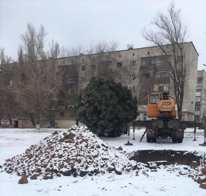 пересадка взрослой елки в Донецкой области