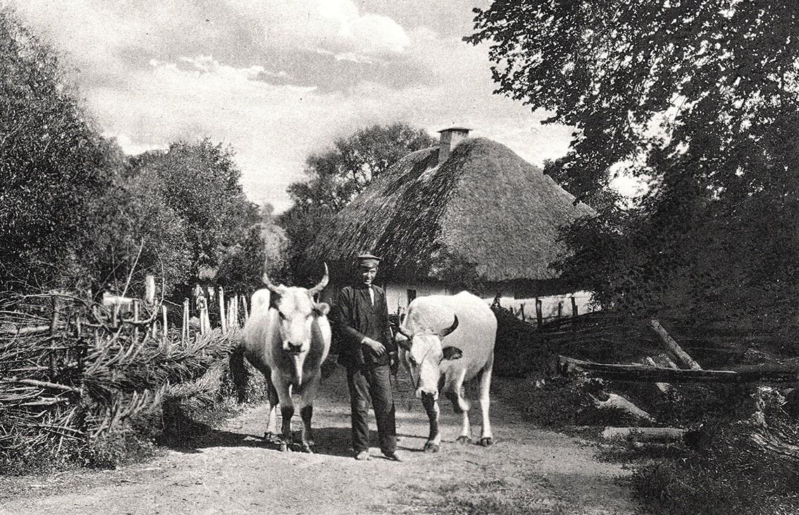 селянин з волами в Україні 19 століття