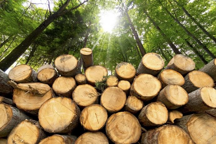 Более 2 млн грн убытков. В Донецкой области за уничтожение многолетних деревьев осудят двух лесничих