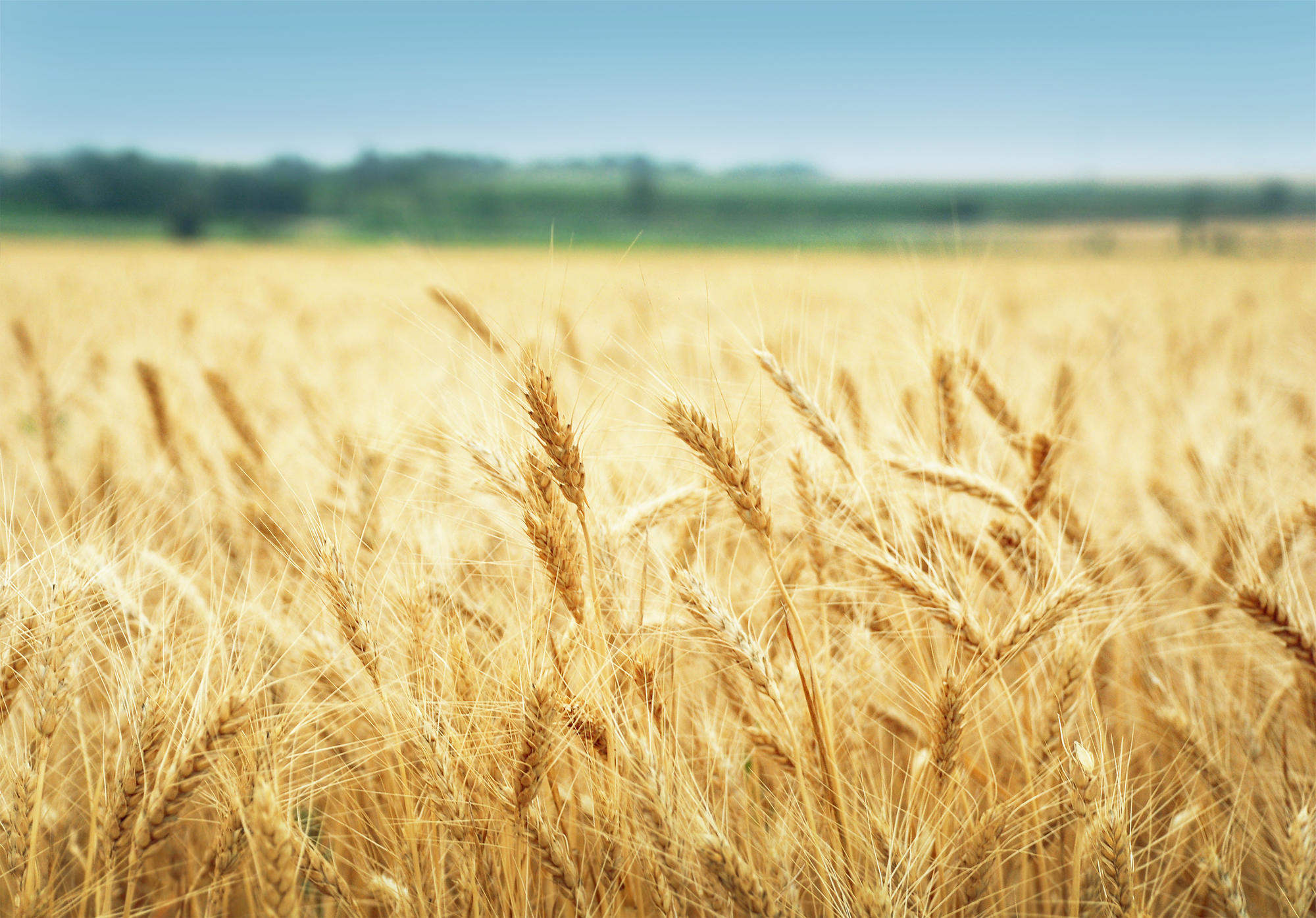 поле зрелой пшеницы