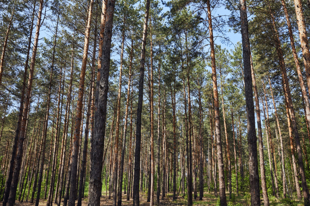 В Луганской и других регионах Украины запрещают ходить в лес во время военного положения. Почему это важно