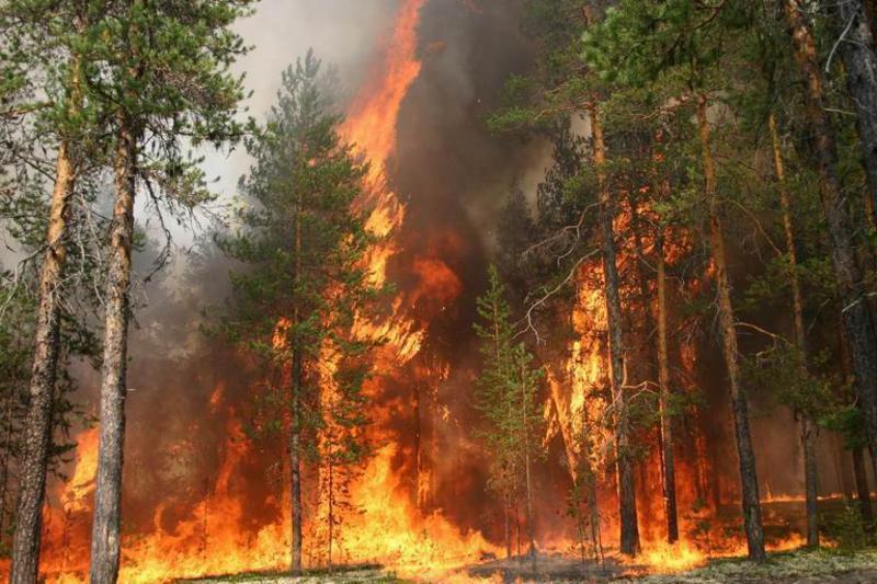 В Луганской области из-за обстрела вспыхнул лес возле Кременной