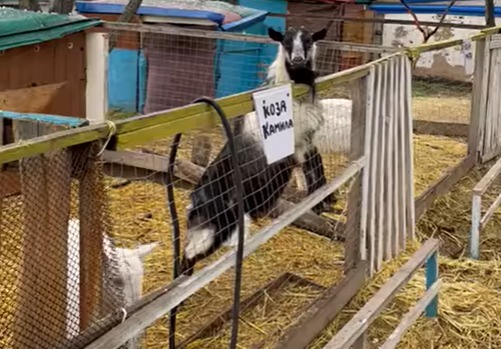 В Славянске коммунальщики взяли под опеку животных из местного контактного зоопарка (ВИДЕО)