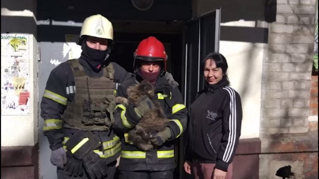 У Харкові надзвичайники врятували кота, який два тижні просидів у розбомбленій квартирі
