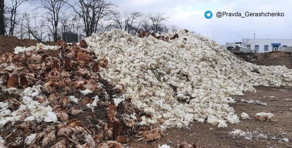 погибшие птицы на птицеферме в Чернобаевке