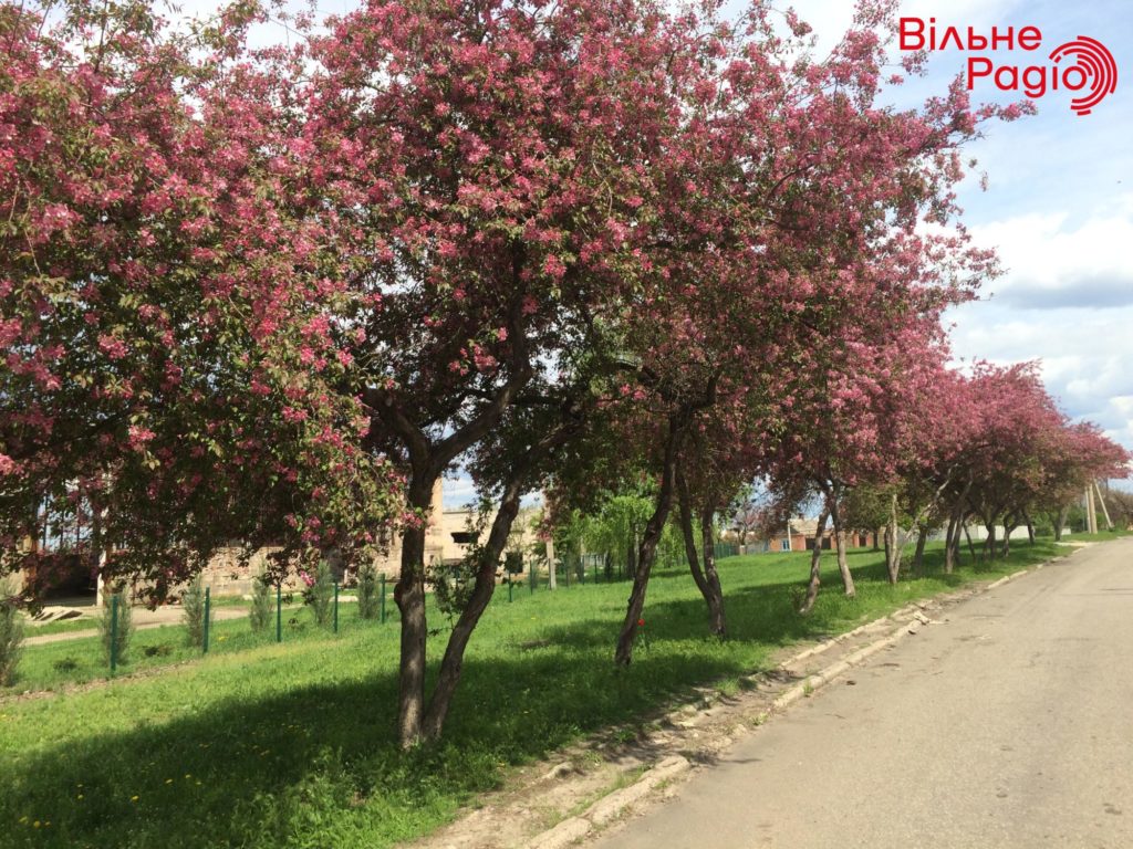 Весна у всій красі. В прифронтовому Бахмуті час найзеленішої трави та квітучих дерев (ФОТОРЕПОРТАЖ)