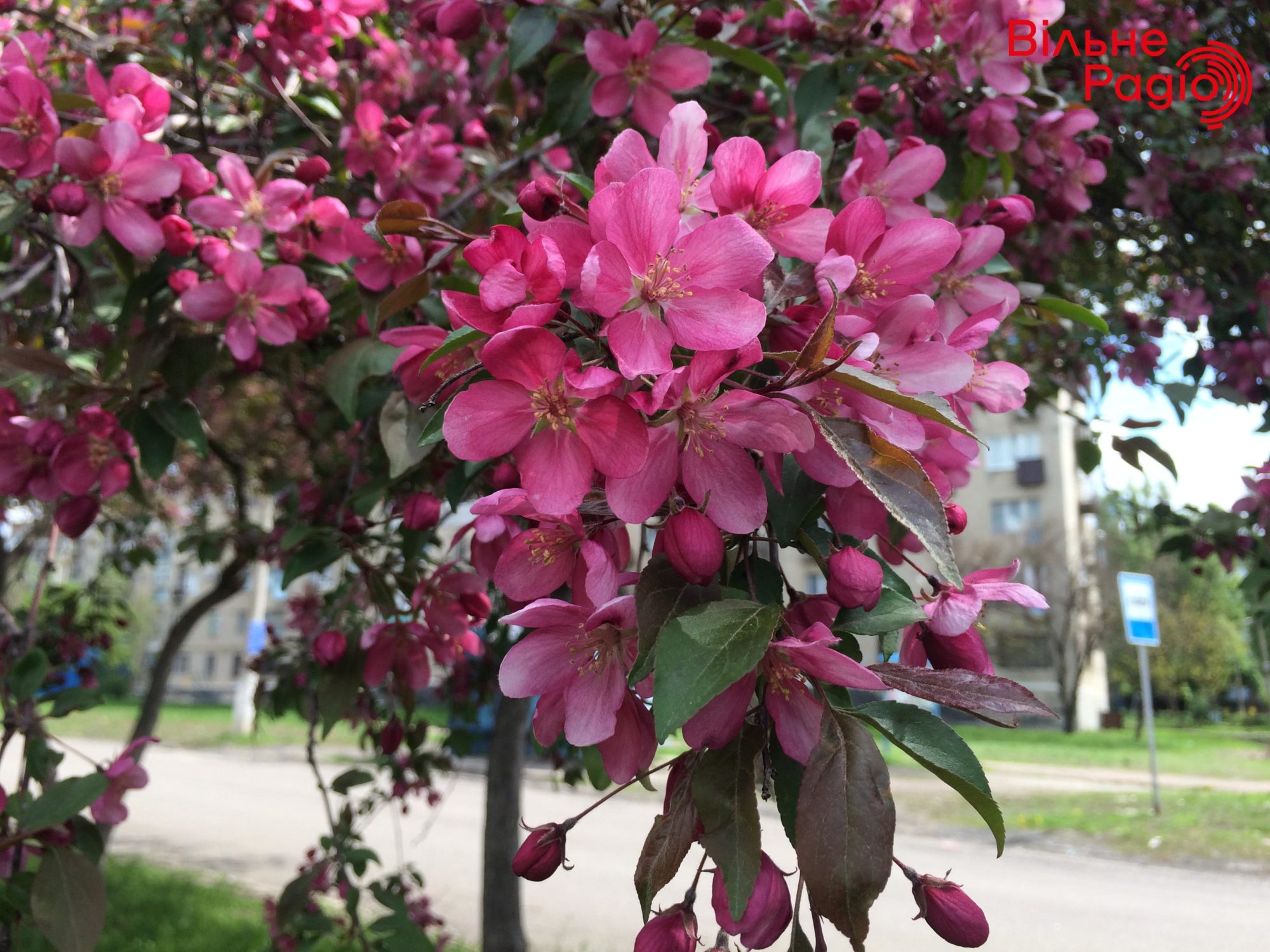 Весна во всей красе. В прифронтовом Бахмуте время самой зеленой травы и цветущих деревьев (ФОТОРЕПОРТАЖ) 10
