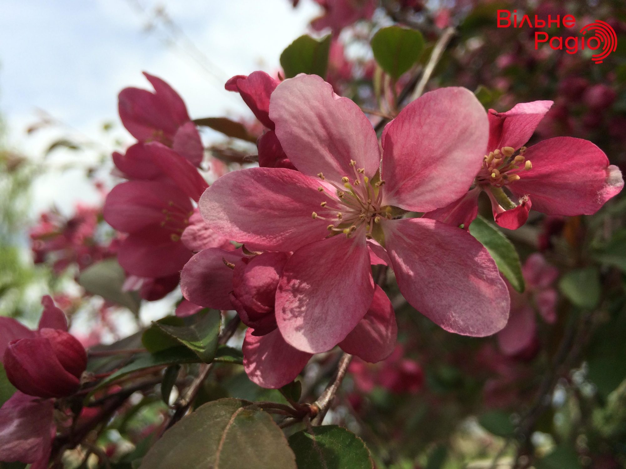 Весна у всій красі. В прифронтовому Бахмуті час найзеленішої трави та квітучих дерев (ФОТОРЕПОРТАЖ) 11