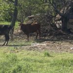 "Животные ходят по селу, а людей почти нет": Серебрянка над Северским Донцом под постоянными обстрелами