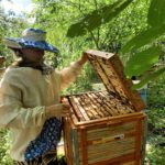 Степового меду з Донбасу в “українській медовій діжці” цього року майже не буде, — бджолярка з Донеччини