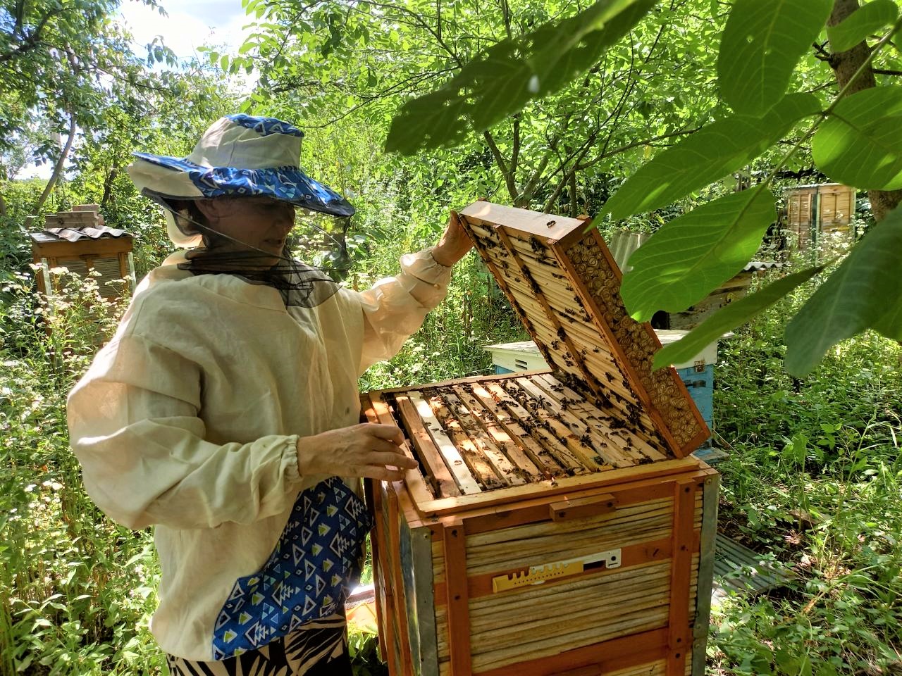 бджолярка Людмила Нагорна біля вулика в Донецькій області