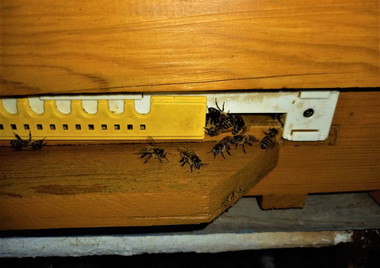 пчелы на улье возле летка