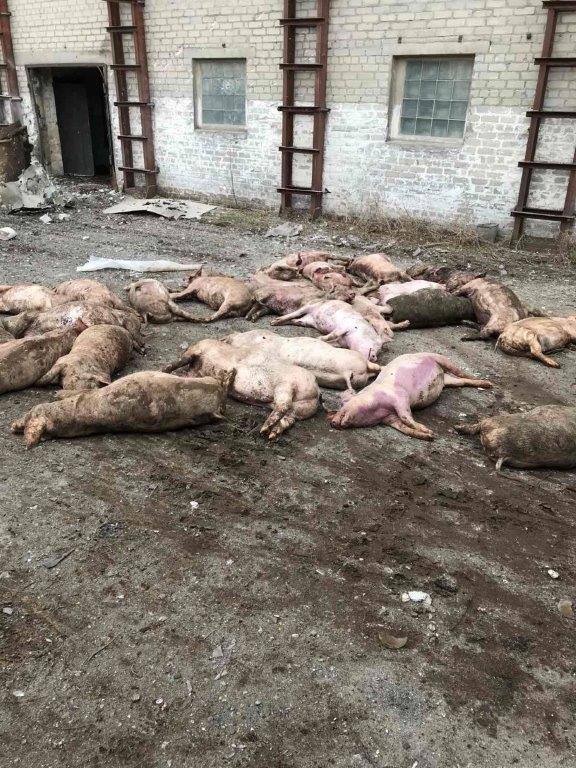 погибшие свиньи на свинокомплексе в Бахмутском районе
