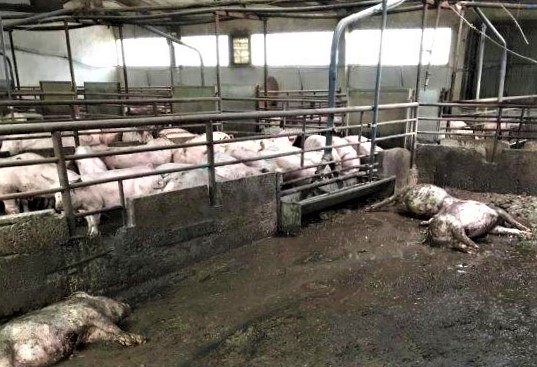 Біля Світлодарська знищений потужний свинокомплекс, загинули 17 тисяч свиней (ФОТО)