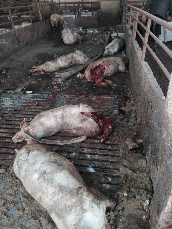 погибшие свиньи на свинокомплексе в Новолуганском Бахмутского района