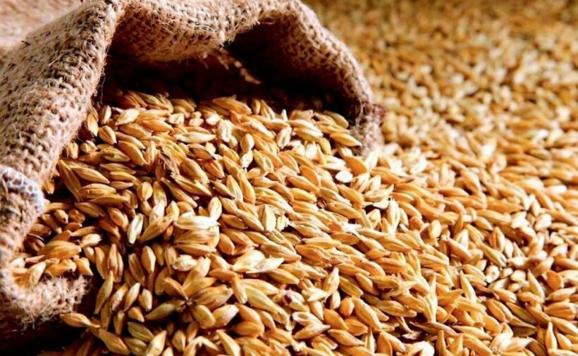 Оккупанты незаконно вывезли около 200 тысяч тонн зерна, – аграрии