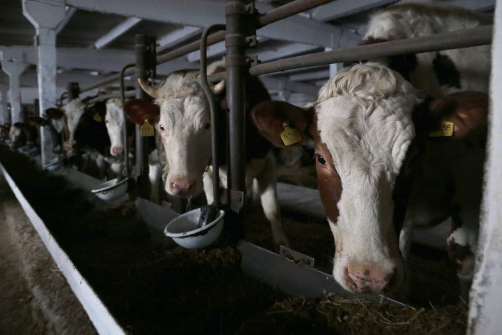На Луганщині фермери змушені продавати молоко росіянам за безцінок, — Гайдай