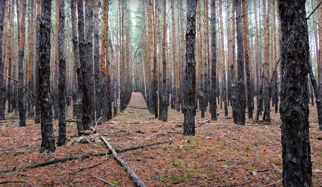 сосновый лес на берегу реки Северский Донец
