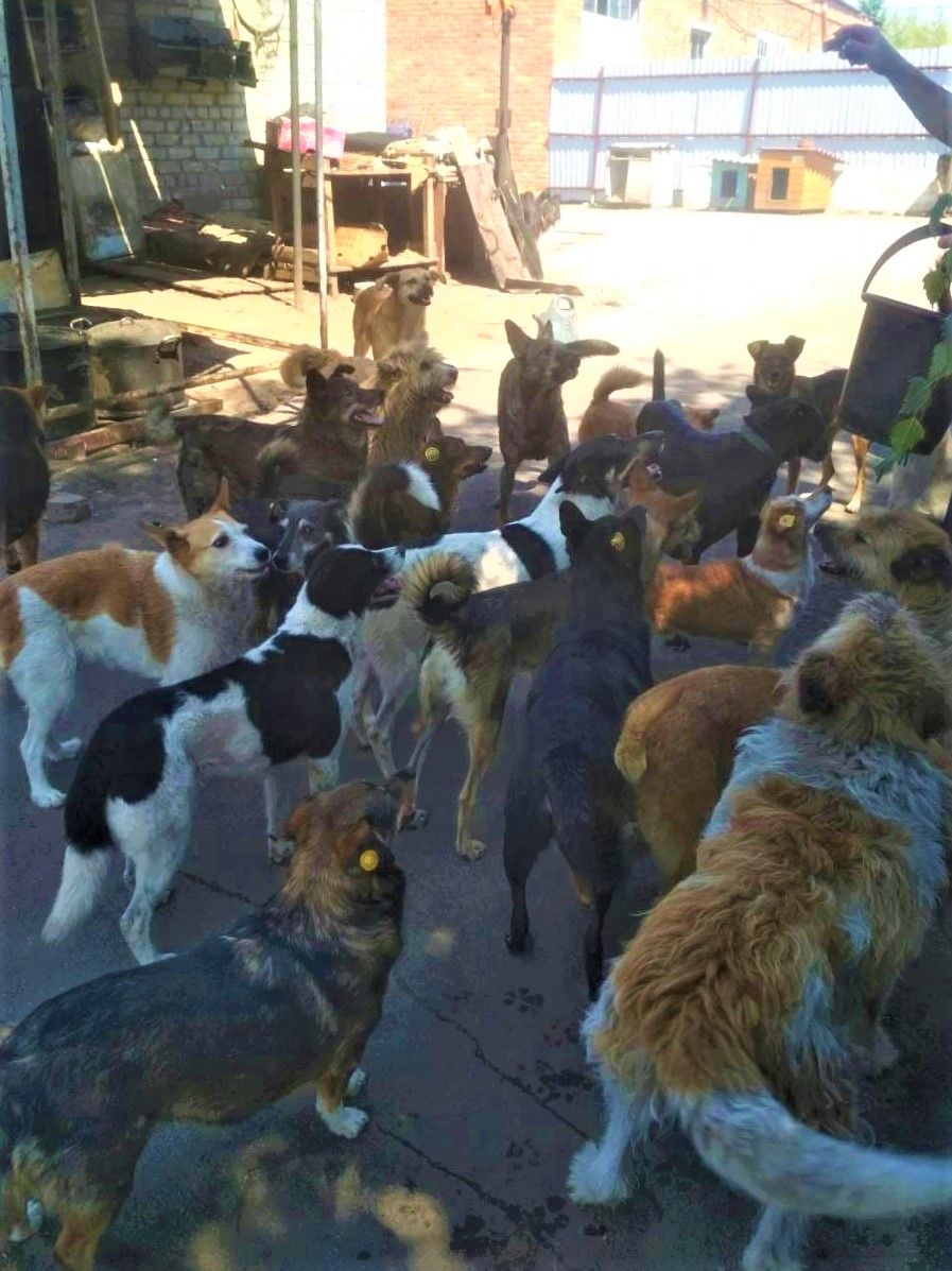 собаки в приюте Лада в Бахмуте