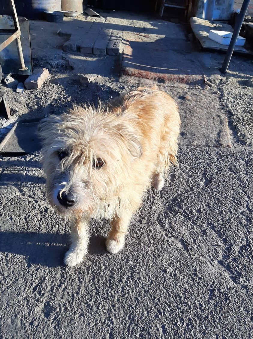 собака в приюте Лада в Бахмуте